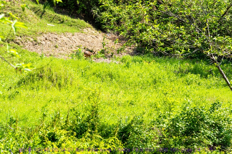 nolu-20190506-05
