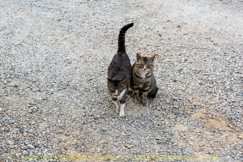 nyang-20190525-02