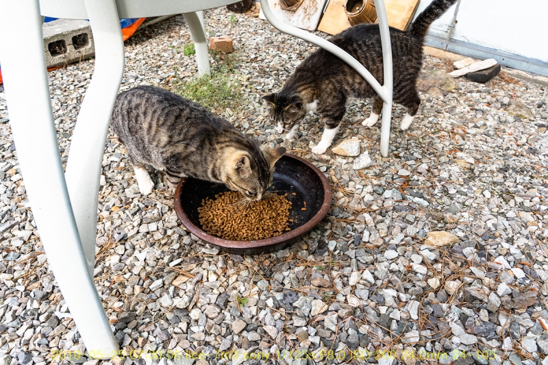 nyang-20190525-08