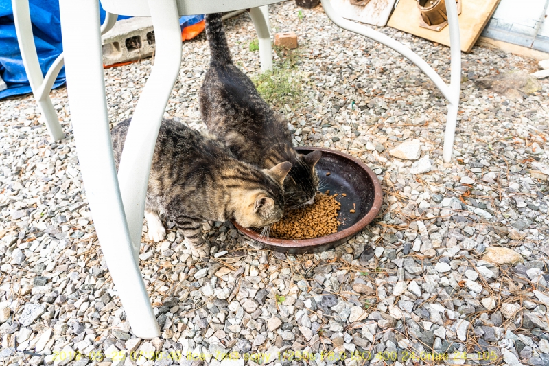 nyang-20190525-10