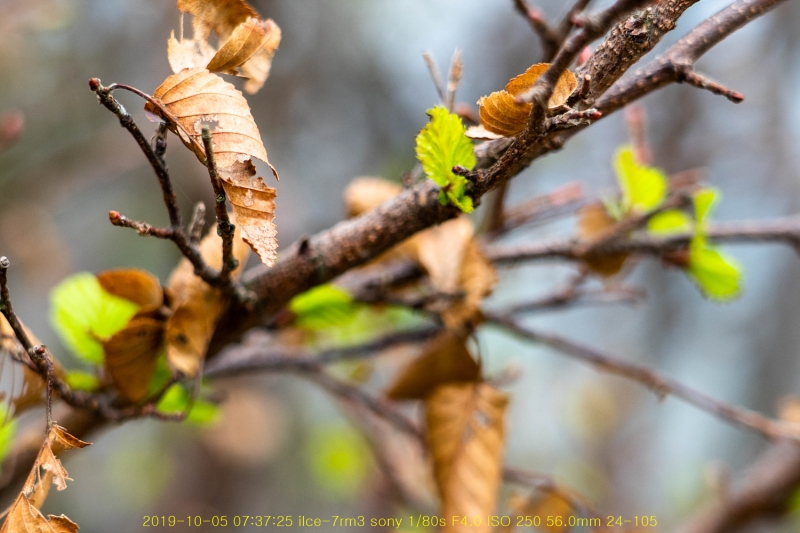 pal20191013-50