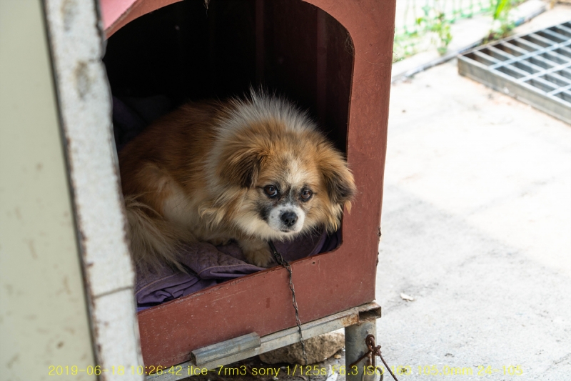 yang-20190619-32