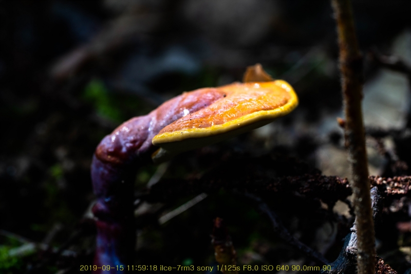 yeong20190915-12