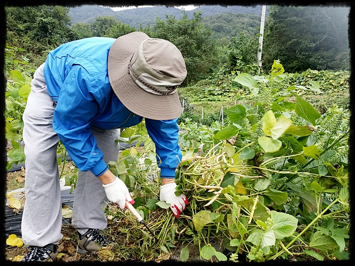 오늘은 팥농사 수확이다.