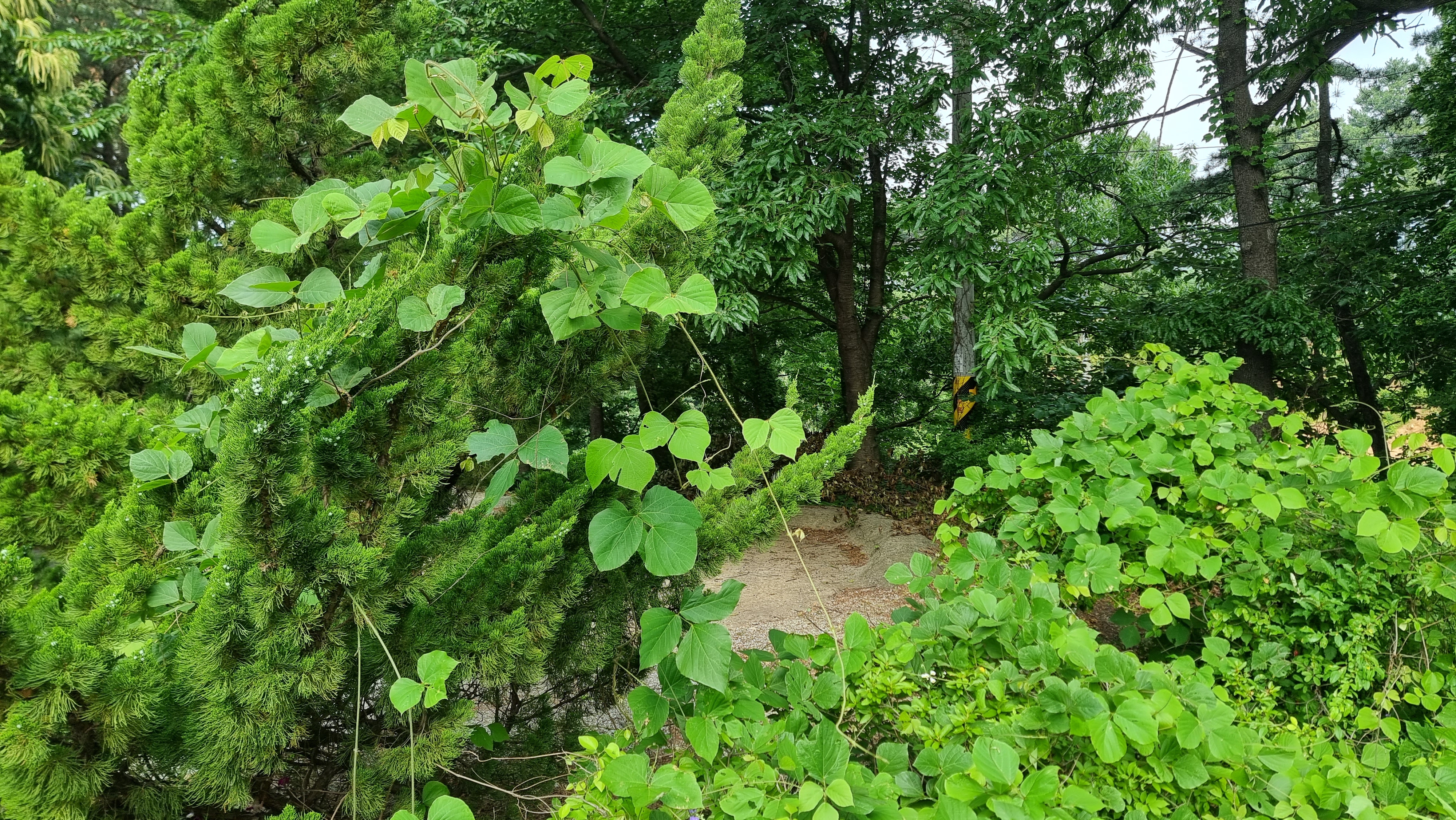 칡넝쿨의 습격