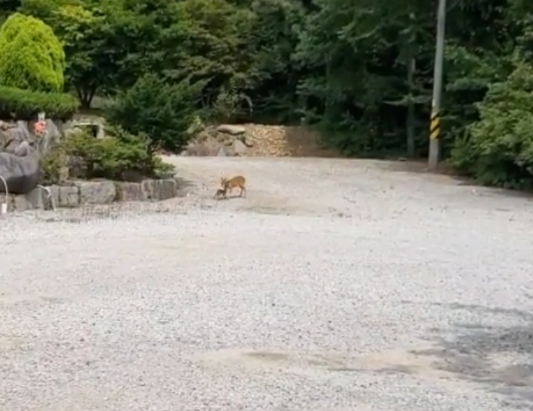 고라니의 나들이