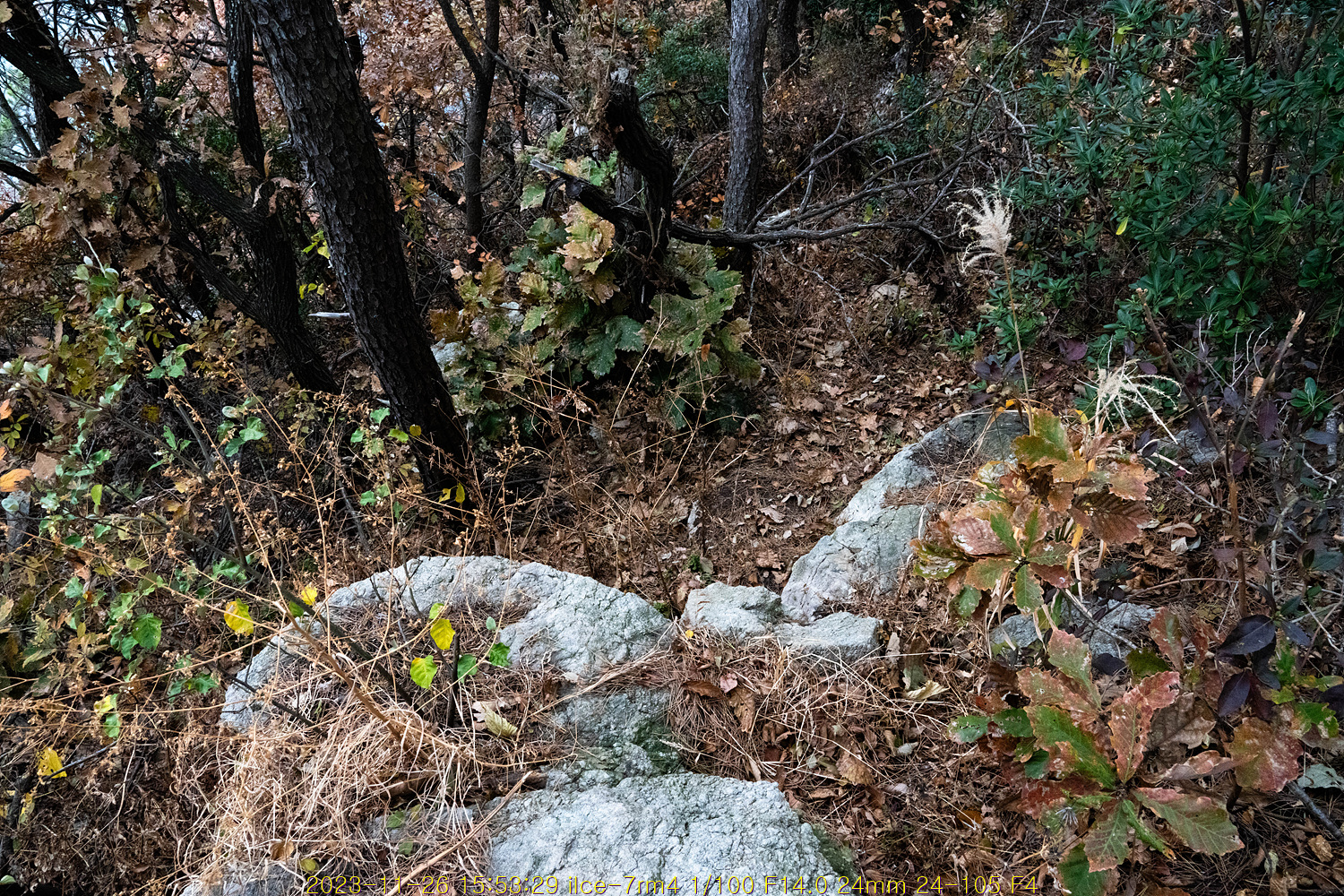 20231205_083216_656ed2005cfab.jpg