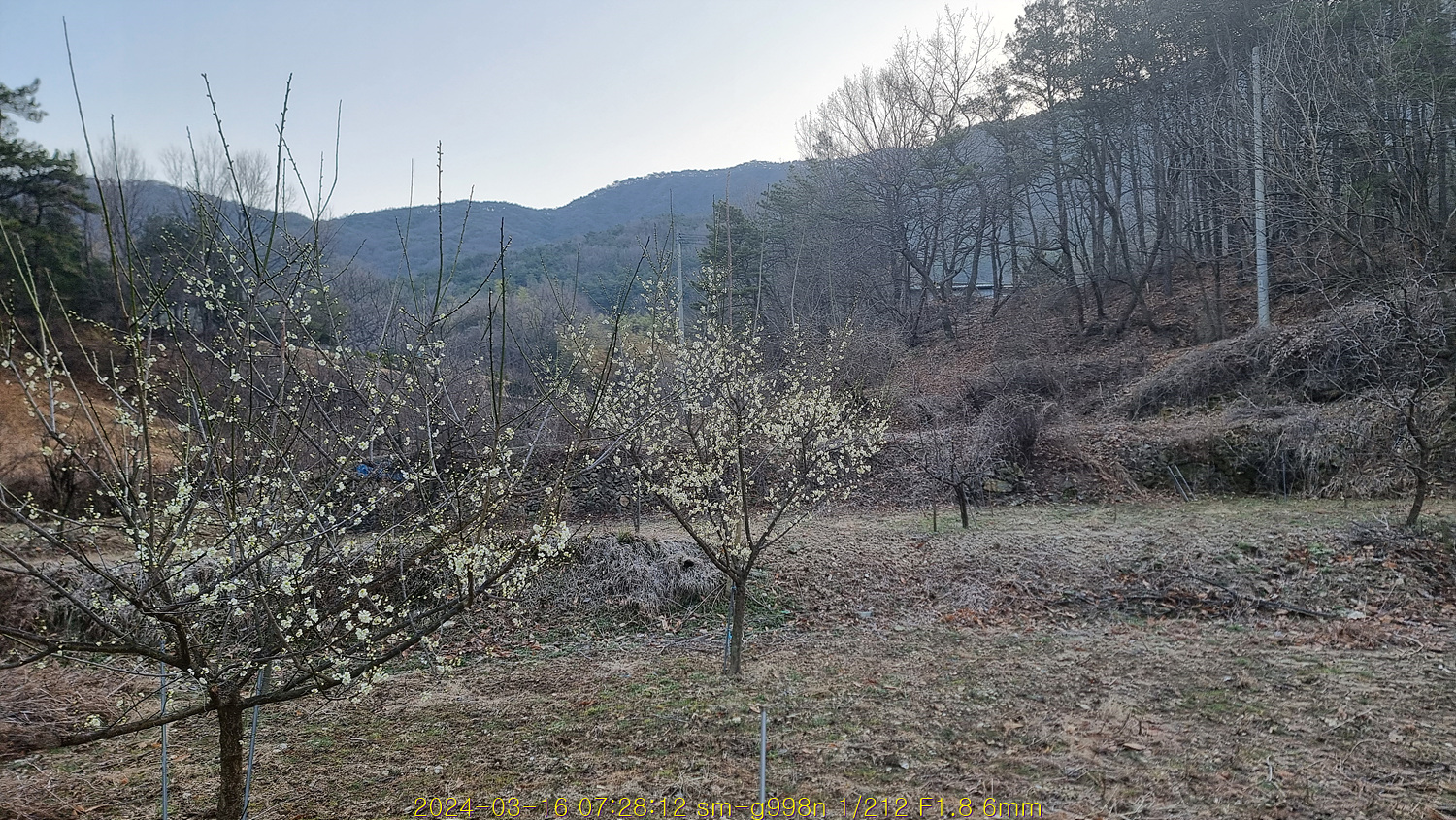 계룡산매화도 피었다