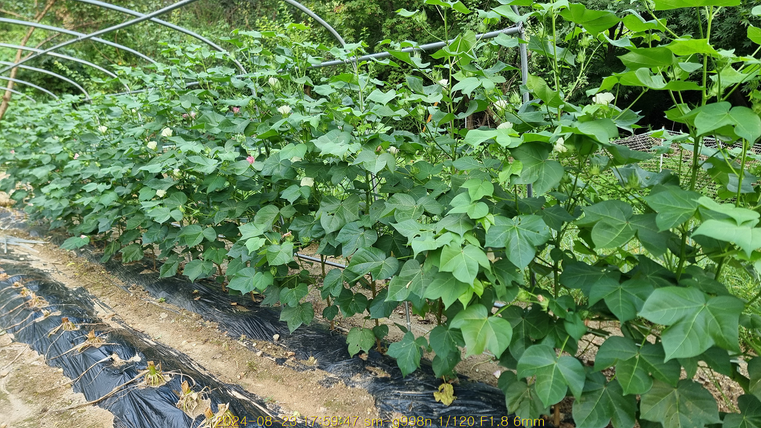 목화(木花) 꽃이 피었다