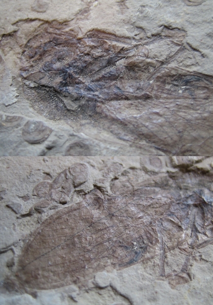 매미화석-1