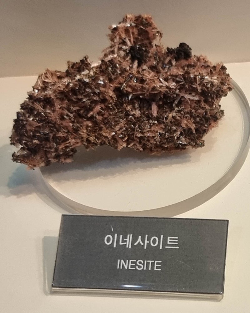 이네사이트